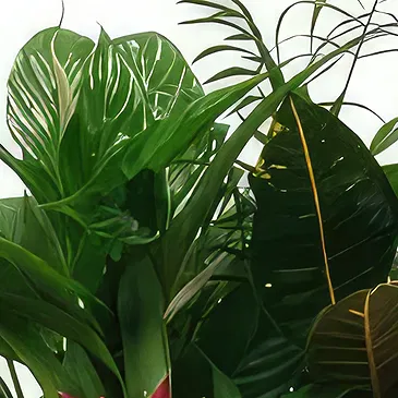 Cala Llonga flowers  -  Green Base Flower Bouquet/Arrangement