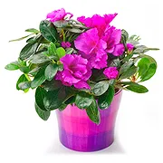 Italy online Florist - Hibiscus plant Bouquet