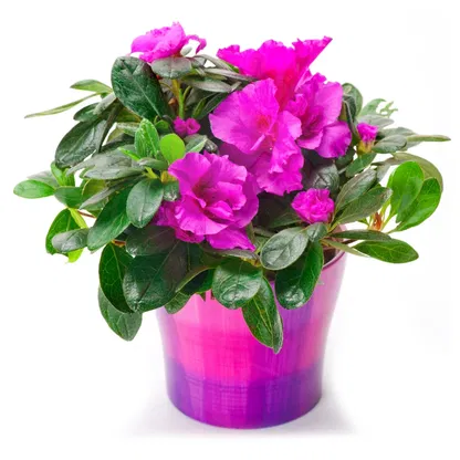 flores Italia floristeria -   Ramo de flores/arreglo floral