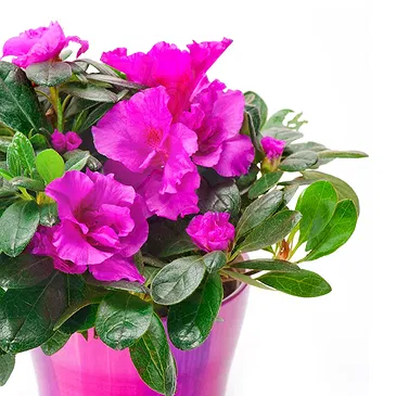 Vignone flowers  -  Hibiscus plant Flower Bouquet/Arrangement