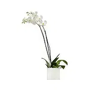 Redruth online Florist - Elegance Bouquet
