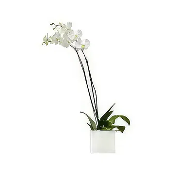Tukuyu flowers  -  White Elegance Flower Bouquet/Arrangement