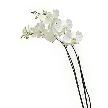 Tukuyu flowers  -  White Elegance Flower Bouquet/Arrangement