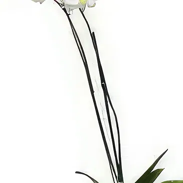 Tukuyu flowers  -  White Elegance Flower Bouquet/Arrangement