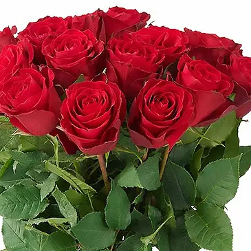 The Hague flowers  -  Red roses (40cm) Flower Bouquet/Arrangement