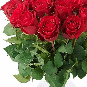 The Hague flowers  -  Red roses (40cm) Flower Bouquet/Arrangement