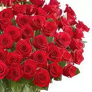 Ad Dilam blomster- 100 roser i en vase Blomsterarrangementer bukett
