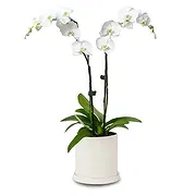 Benidorm Fiorista online - Phalaenopsis dai petali di perla Mazzo