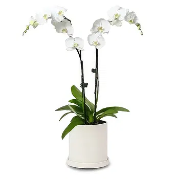 Cala Llonga flowers  -  Pearl Petal Phalaenopsis Flower Delivery