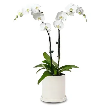 Cala Llonga flowers  -  Pearl Petal Phalaenopsis Flower Bouquet/Arrangement