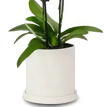 Cala Llonga flowers  -  Pearl Petal Phalaenopsis Flower Bouquet/Arrangement
