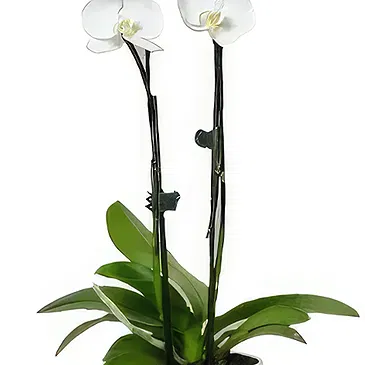 Cala Llonga flowers  -  Pearl Petal Phalaenopsis Flower Bouquet/Arrangement