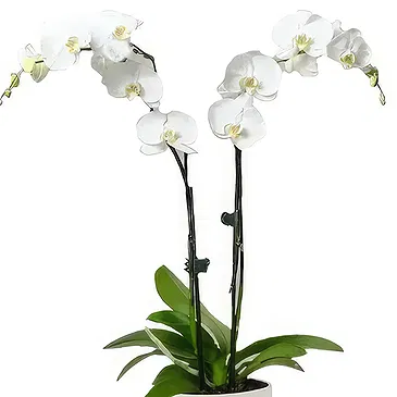 Cala Llonga flowers  -  Pearl Petal Phalaenopsis Flower Bouquet/Arrangement
