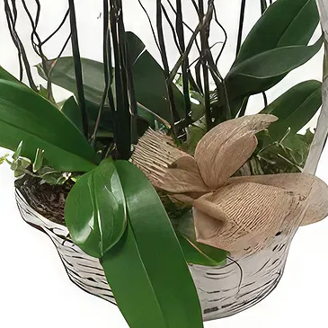 Ibiza flowers  -  Luxury Gift Flower Bouquet/Arrangement