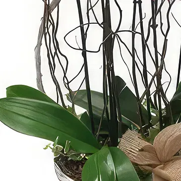 Ibiza flowers  -  Luxury Gift Flower Bouquet/Arrangement