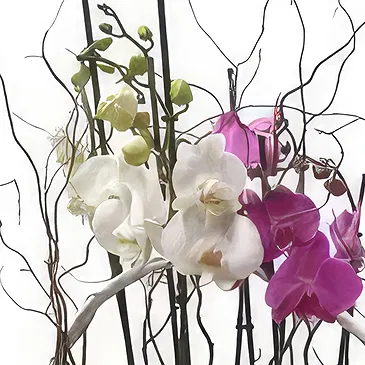 Ibiza flowers  -  Luxury Gift Flower Bouquet/Arrangement
