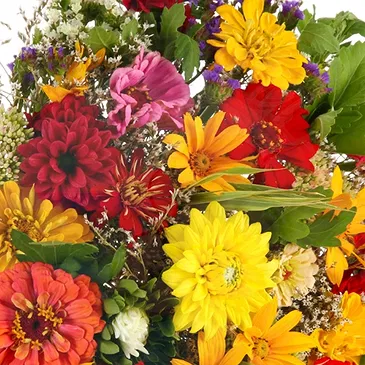 fiorista fiori di Firenze- Bouquet di margherite colorate Bouquet floreale