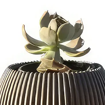 Adma flowers  -  Arrangement 4 Flower Bouquet/Arrangement