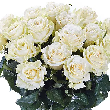 Oman flowers  -  12 White Roses Flower Bouquet/Arrangement