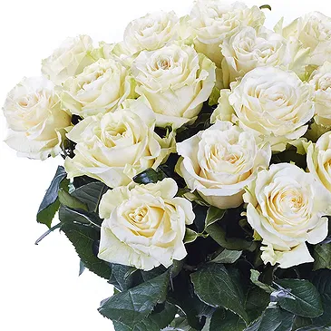 Oman flowers  -  12 White Roses Flower Bouquet/Arrangement
