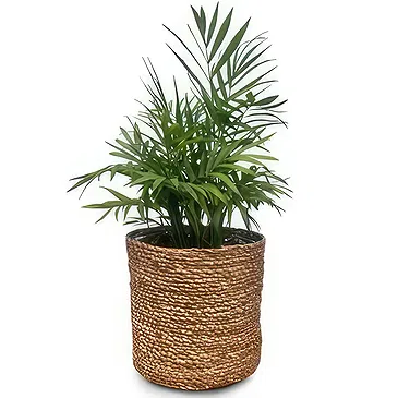 Adma flowers  -  Exotic Green Flower Bouquet/Arrangement