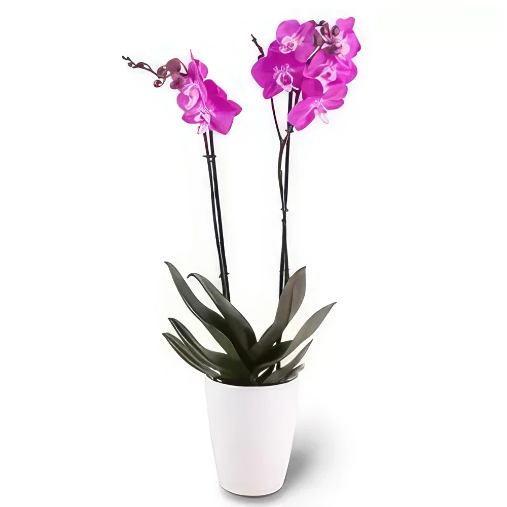Nurnberg rože- vijolični sijaj Cvet šopek/dogovor