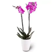 Germany online Florist - purple shine Bouquet