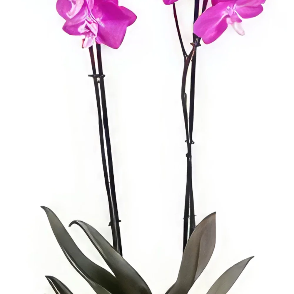 Nurnberg rože- vijolični sijaj Cvet šopek/dogovor