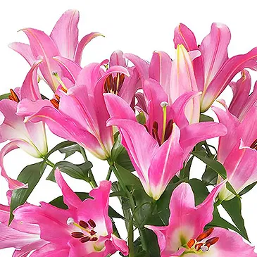 Tilburg Blumen Florist- Weiche Farbe Bouquet/Blumenschmuck