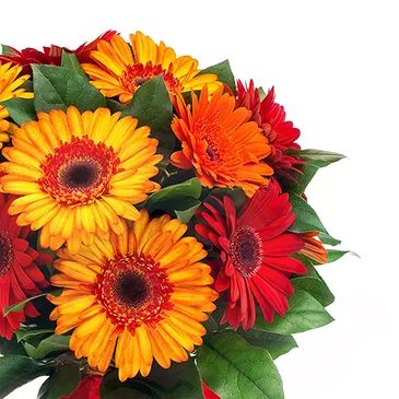 fiorista fiori di Firenze- Bouquet di Gerbere Rosse Bouquet floreale
