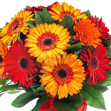 fiorista fiori di Firenze- Bouquet di Gerbere Rosse Bouquet floreale