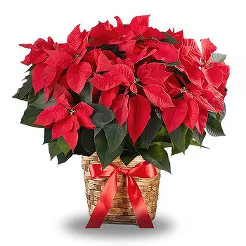 Serbia flowers  -  Red Christmas Plant Flower Delivery
