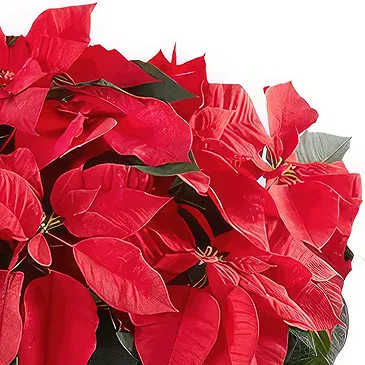 Smederevska Palanka flowers  -  Red Christmas Plant Flower Bouquet/Arrangement