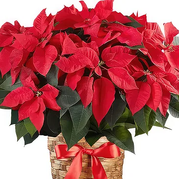 Smederevska Palanka flowers  -  Red Christmas Plant Flower Bouquet/Arrangement