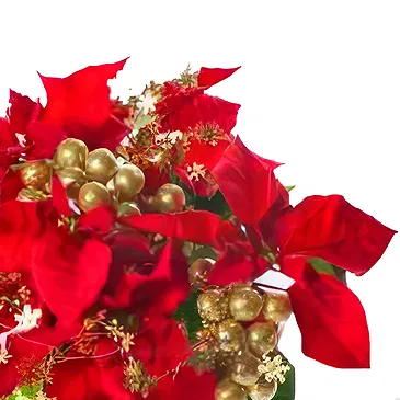 Osidda flowers  -  Red Poinsettia with Chocolates Flower Bouquet/Arrangement