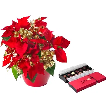 Osidda flowers  -  Red Poinsettia with Chocolates Flower Bouquet/Arrangement
