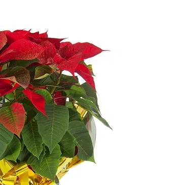 Vignone flowers  -  Red Poinsettia Flower Bouquet/Arrangement