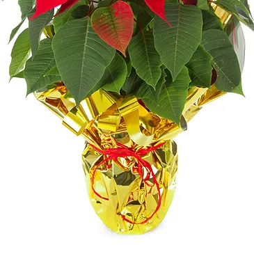 Vignone flowers  -  Red Poinsettia Flower Bouquet/Arrangement