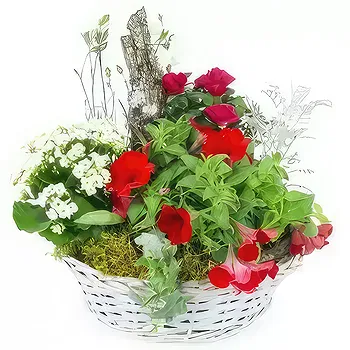 France flowers  -  Red & White Rubrum Plant Cup Flower Delivery