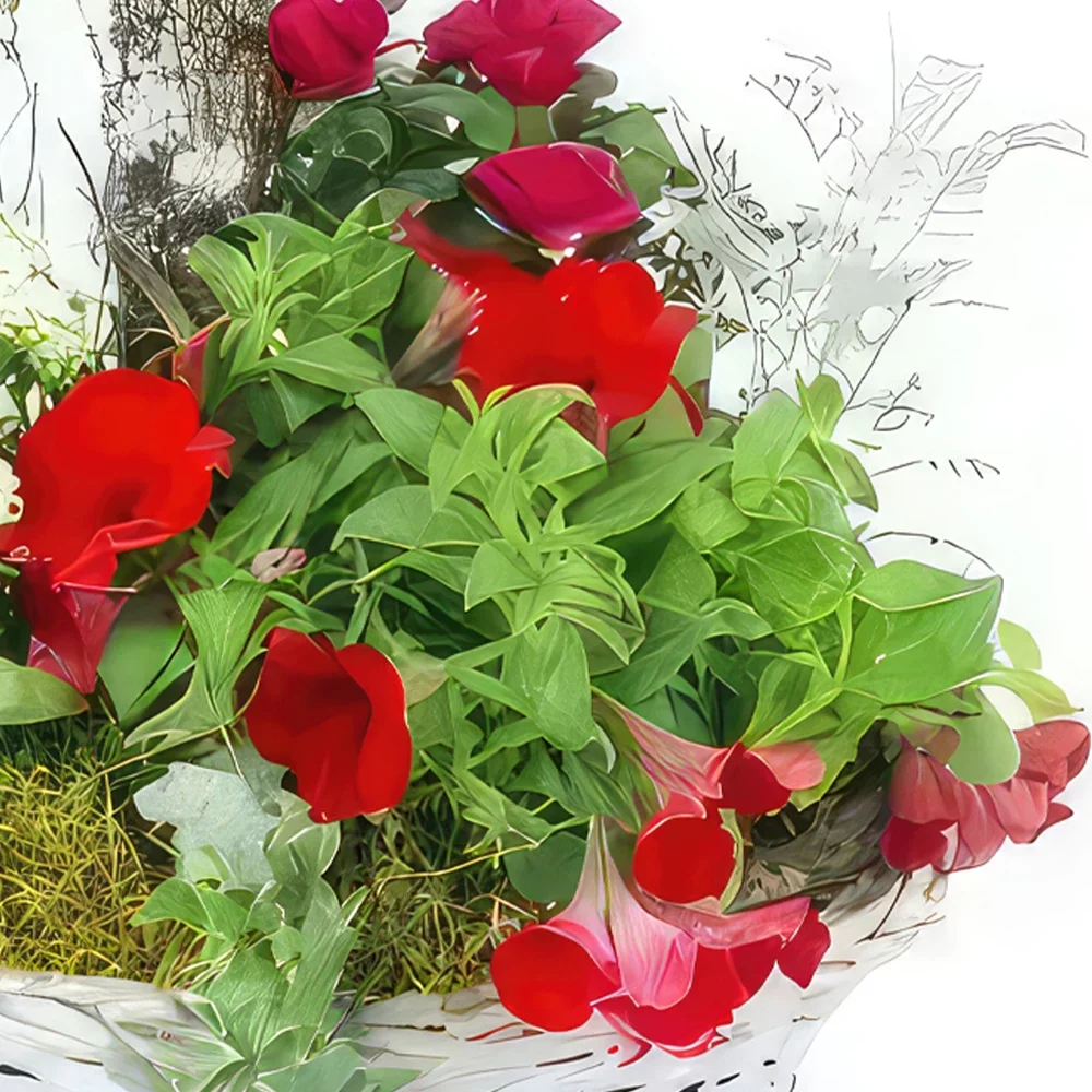 Nantes rože- Rdeče-bela skodelica rastlin Rubrum Cvet šopek/dogovor
