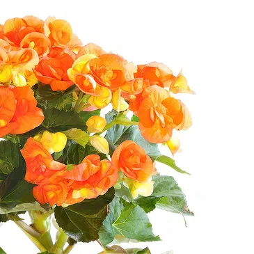 Vignone flowers  -  Begonia plant Flower Bouquet/Arrangement