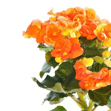 Vignone flowers  -  Begonia plant Flower Bouquet/Arrangement