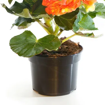 Vignone flowers  -  Begonia plant Flower Bouquet/Arrangement