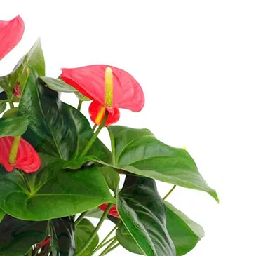 Vignone flowers  -  Red Anthurium Plant Flower Bouquet/Arrangement