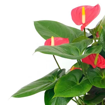 Vignone flowers  -  Red Anthurium Plant Flower Bouquet/Arrangement