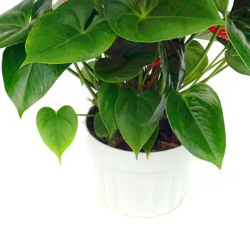 Vignone flowers  -  Red Anthurium Plant Flower Bouquet/Arrangement