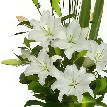 Cung Kiệm flowers  -  Pureness Flower Bouquet/Arrangement