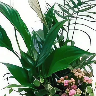 Cala Llonga flowers  -   Splendor Love Flower Bouquet/Arrangement