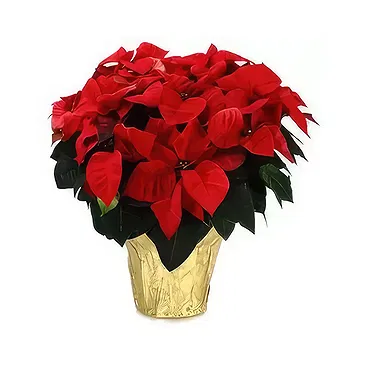 Bektasli flowers  -  Festive Delight Flower Bouquet/Arrangement