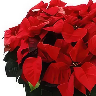 Bektasli flowers  -  Festive Delight Flower Bouquet/Arrangement